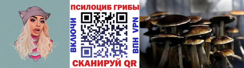 закладка  даркнет Telegram  Псилоцибиновые грибы Cubensis  Александровское 